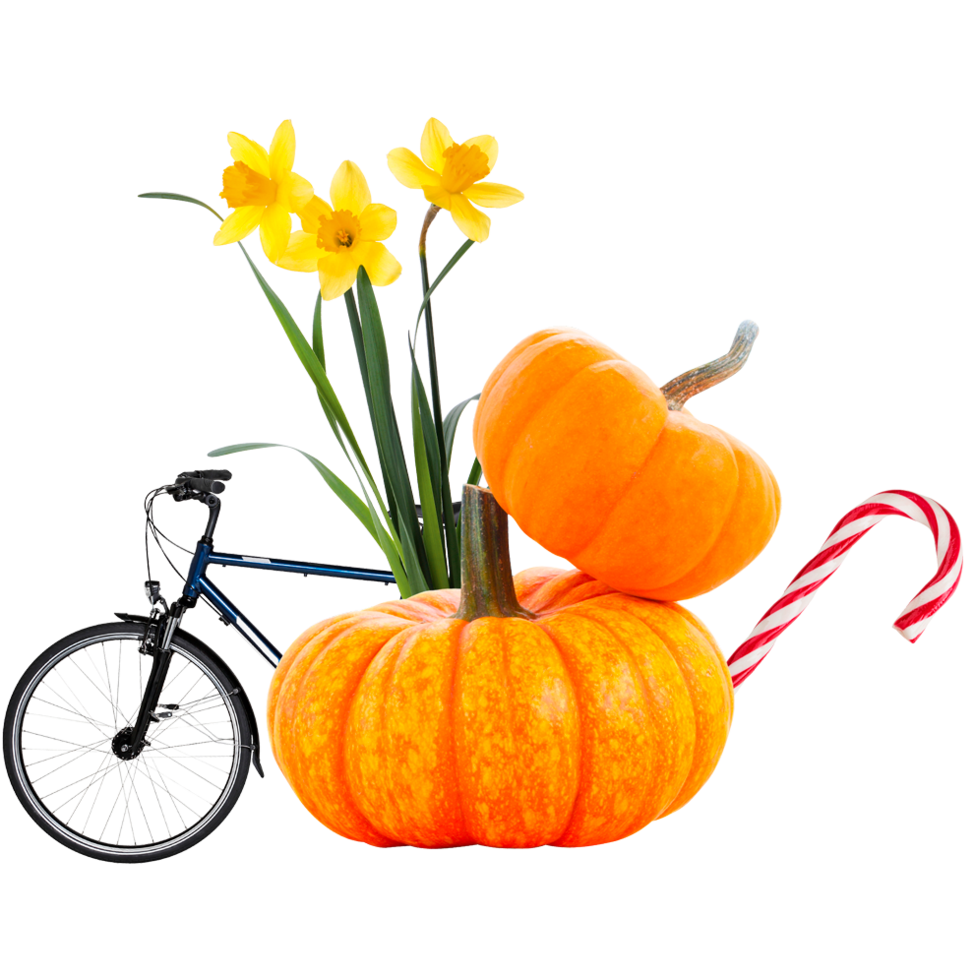 Zwei orangefarbene Kürbisse, gelbe Narzissen, ein rotes und weißes Zuckerstangenstück und ein blaues Fahrrad vor schwarzem Hintergrund Zwei orangefarbene Kürbisse, gelbe Narzissen, ein rotes und weißes Zuckerstangenstück und ein blaues Fahrrad vor schwarzem Hintergrund