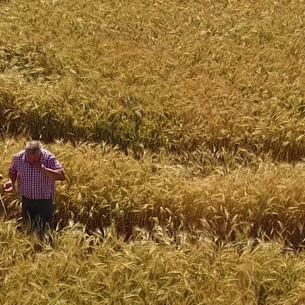 Creglinger Hartweizen für schwäbische Spätzle und Nudeln