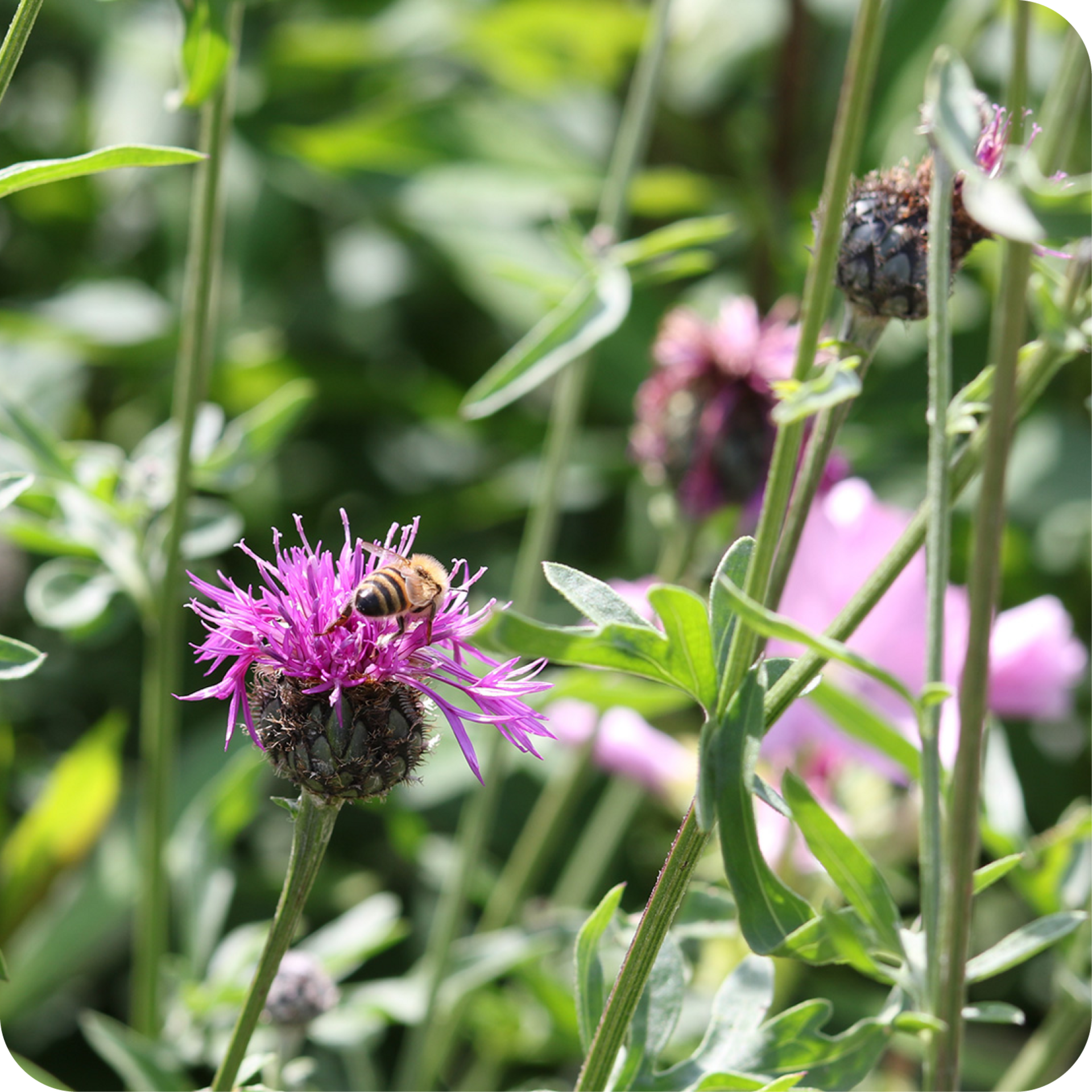 Tagpfauenauge auf einer Blüte im Schaugarten bei sonnigem Wetter.