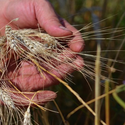 Heimische Landwirtschaft ist mehr wert