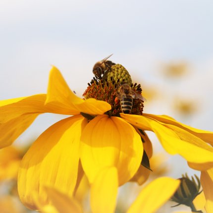 Insekten-HeldeN! gesucht