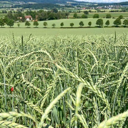 Im Märzen der Bauer... nach Fadenwürmern schaut