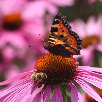 Kräutergarten prämiert