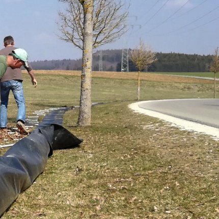 Kröten wandern nicht mehr