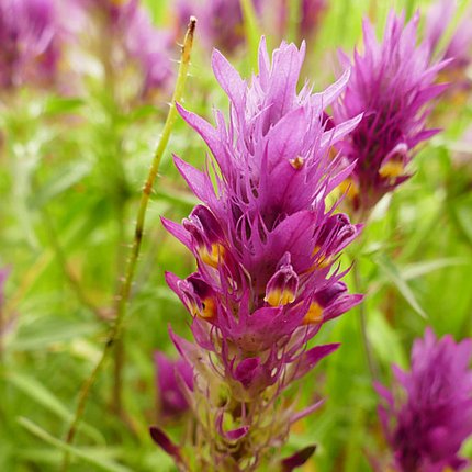 Im Naturgarten wächst Biodiversität