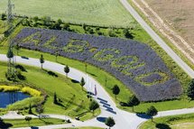 Alb-Gold Schriftzug im Blumenfeld