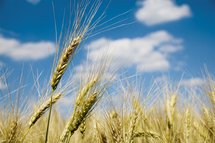 Hartweizenähre mit langen Grannen und blauem Himmel