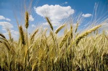 Hartweizenfeld in Creglingen mit blauem Himmel