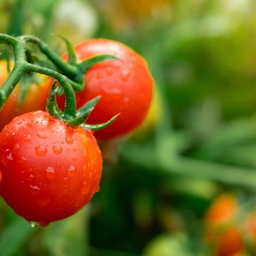 Tomate - Liebesapfel oder Todesfrucht?