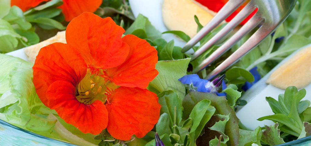 Kräuter &amp; Blüten - Himmlische Salate kreieren und genießen